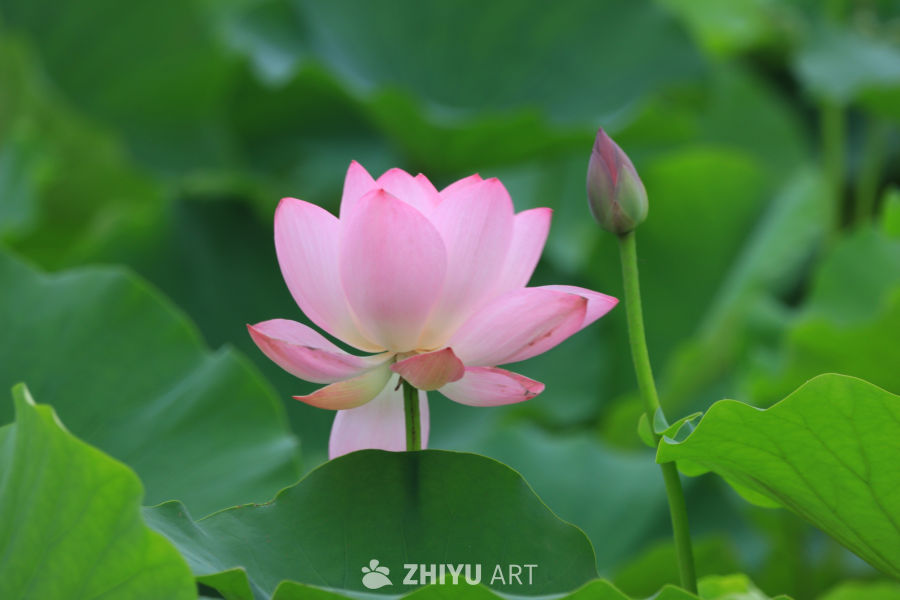 荷花 1
