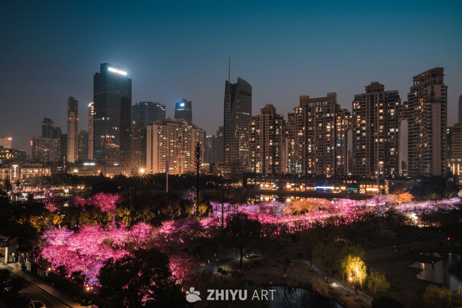 武汉西北湖樱花夜景