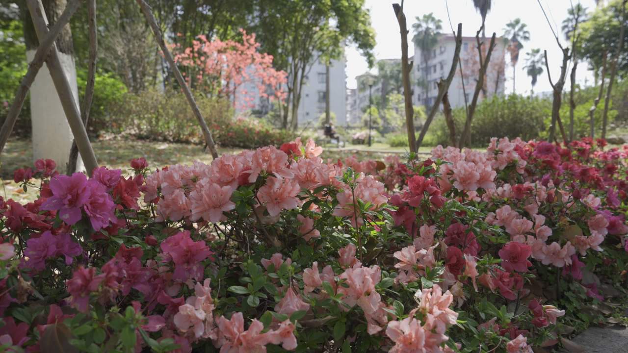 春天的花海