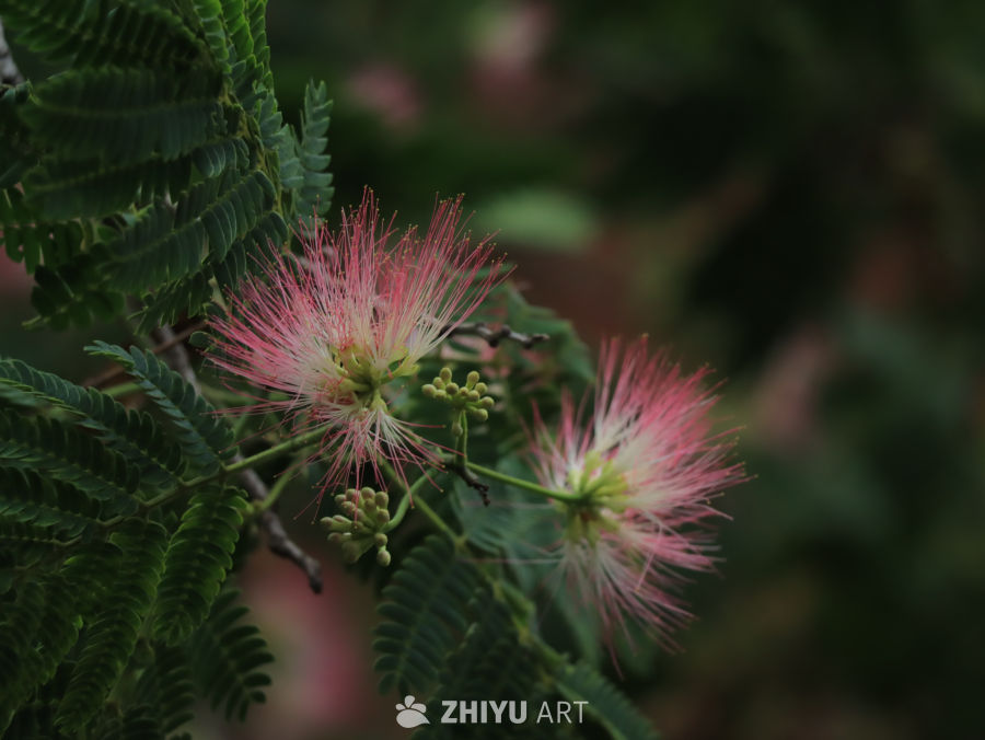 粉红花絮与绿叶的和谐之美