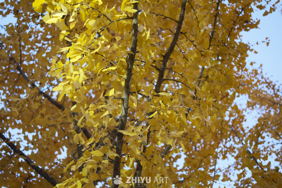 金黄银杏映蓝天