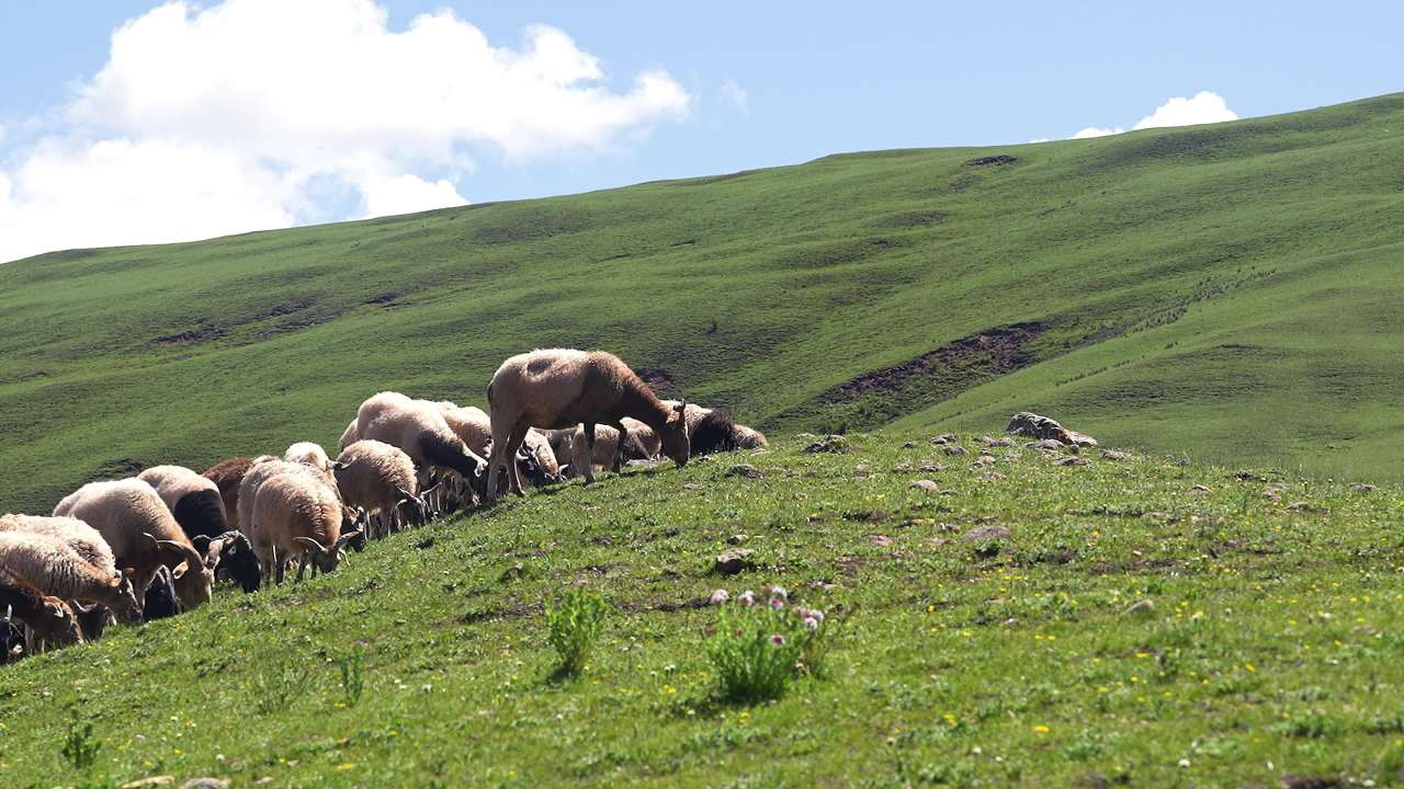 牛羊群在绿色草原悠然放牧