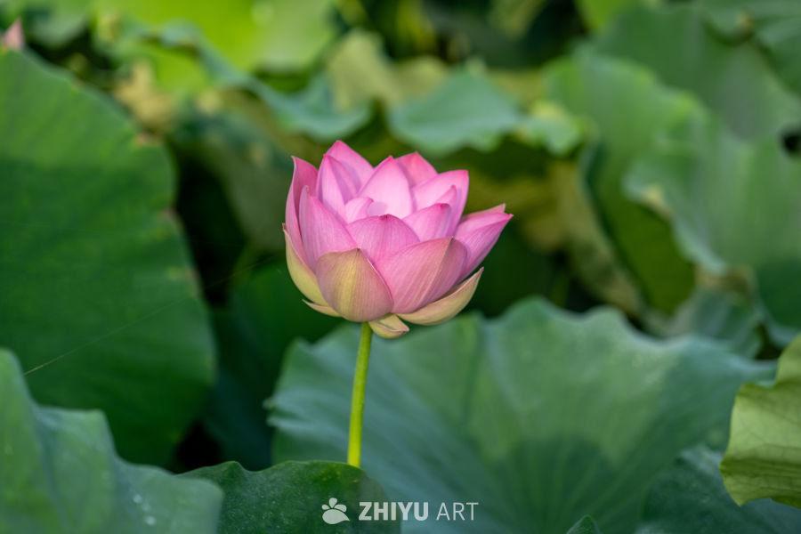 荷花 19