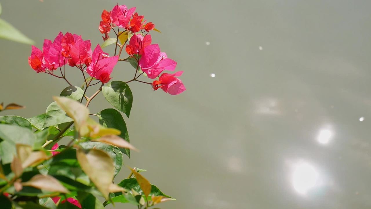 阳光微风河边三角梅10