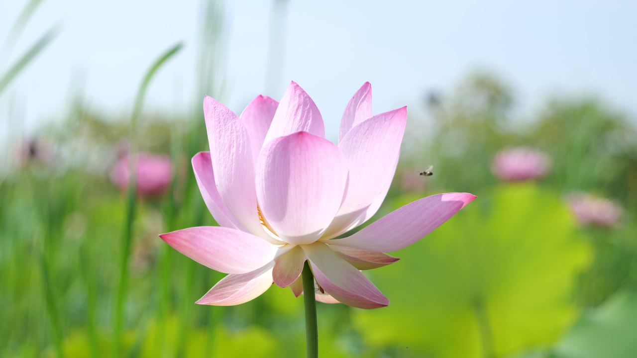 荷花（二） 50