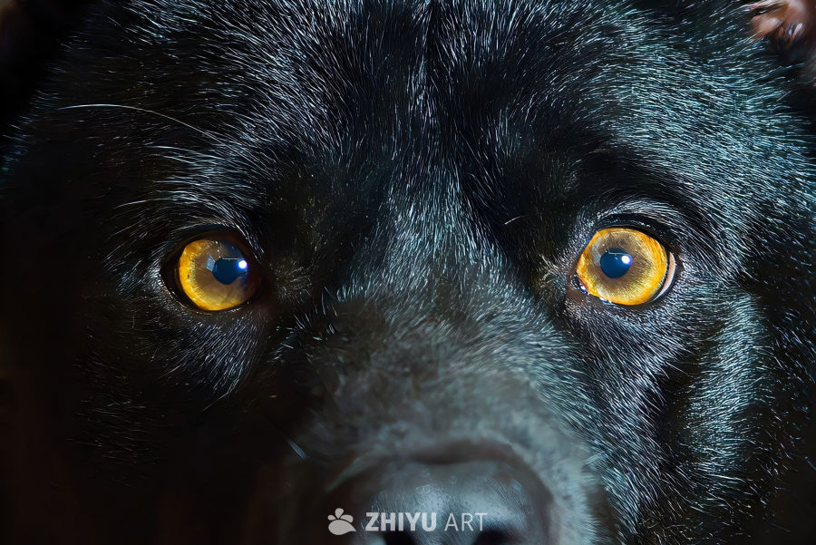 黑犬凝视：神秘之眼