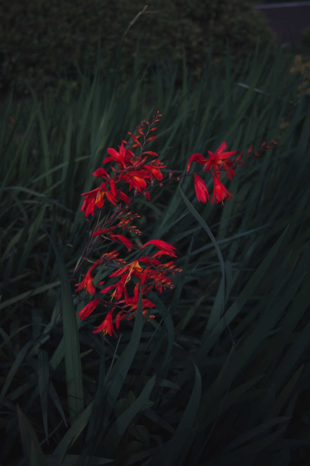 红花