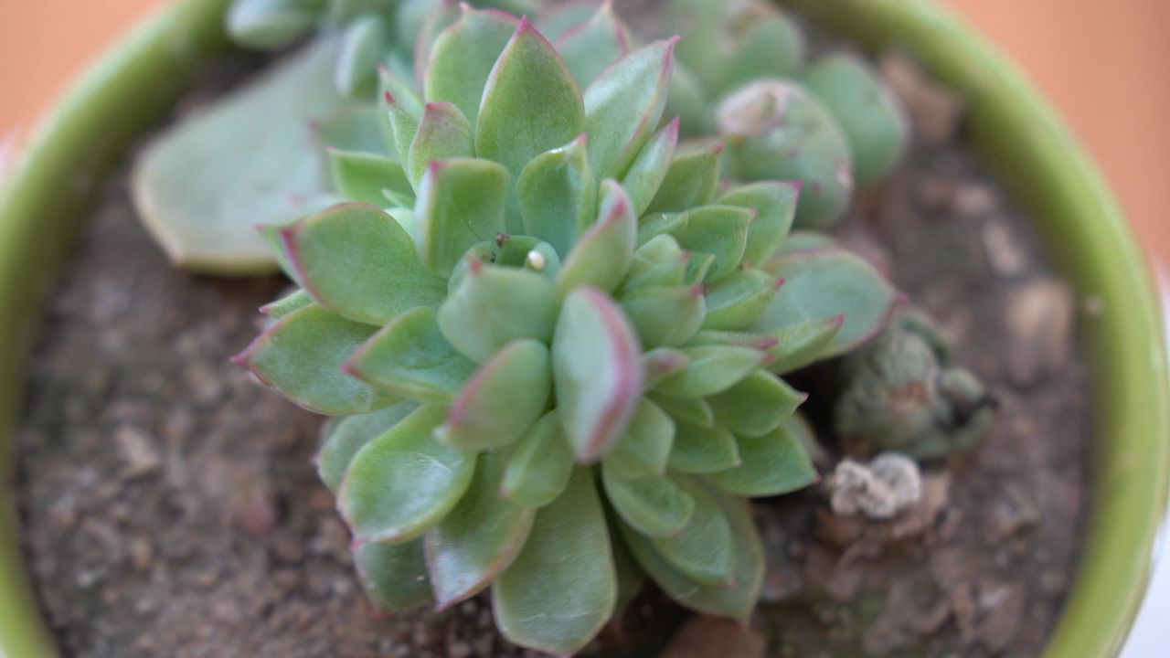 大自然花草植物 