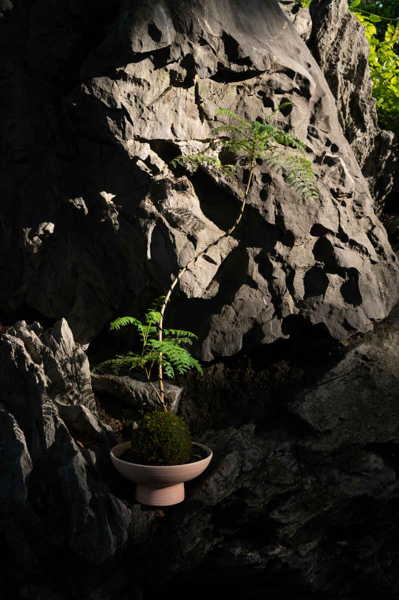 盆栽、插花 16
