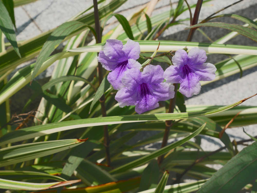 三朵蓝花