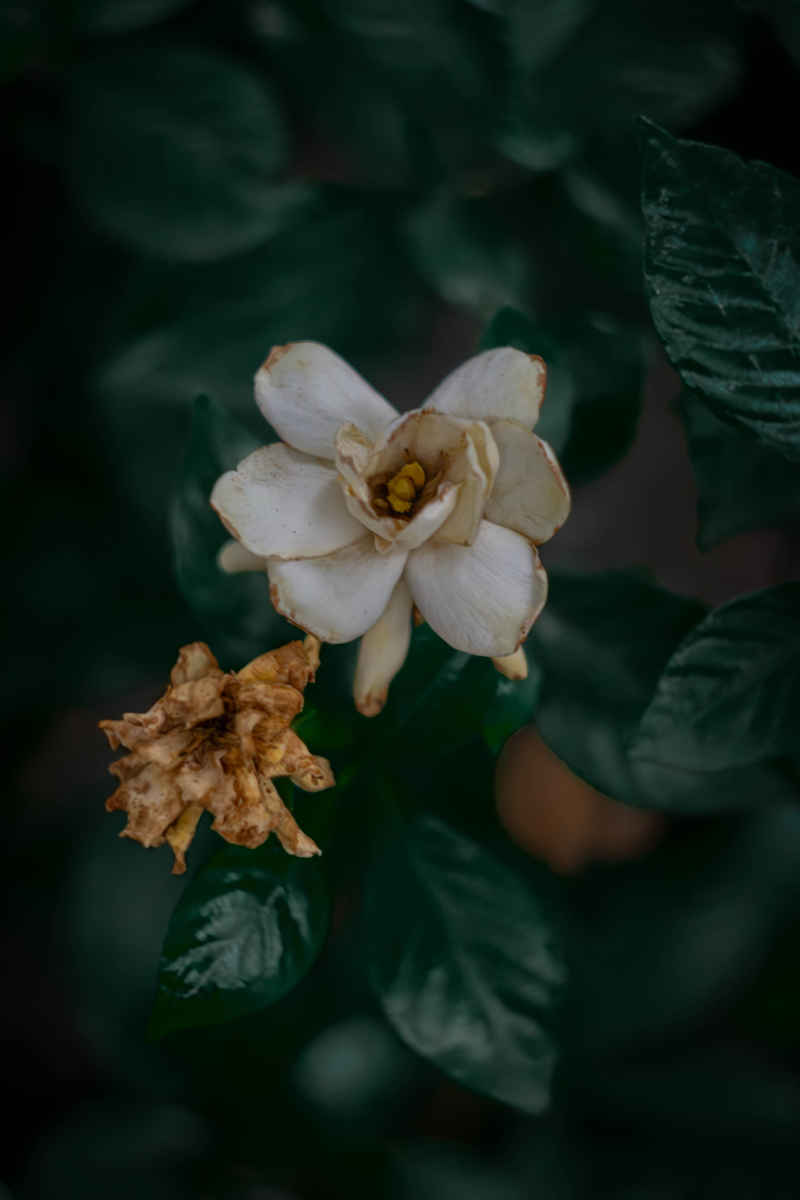 栀子花