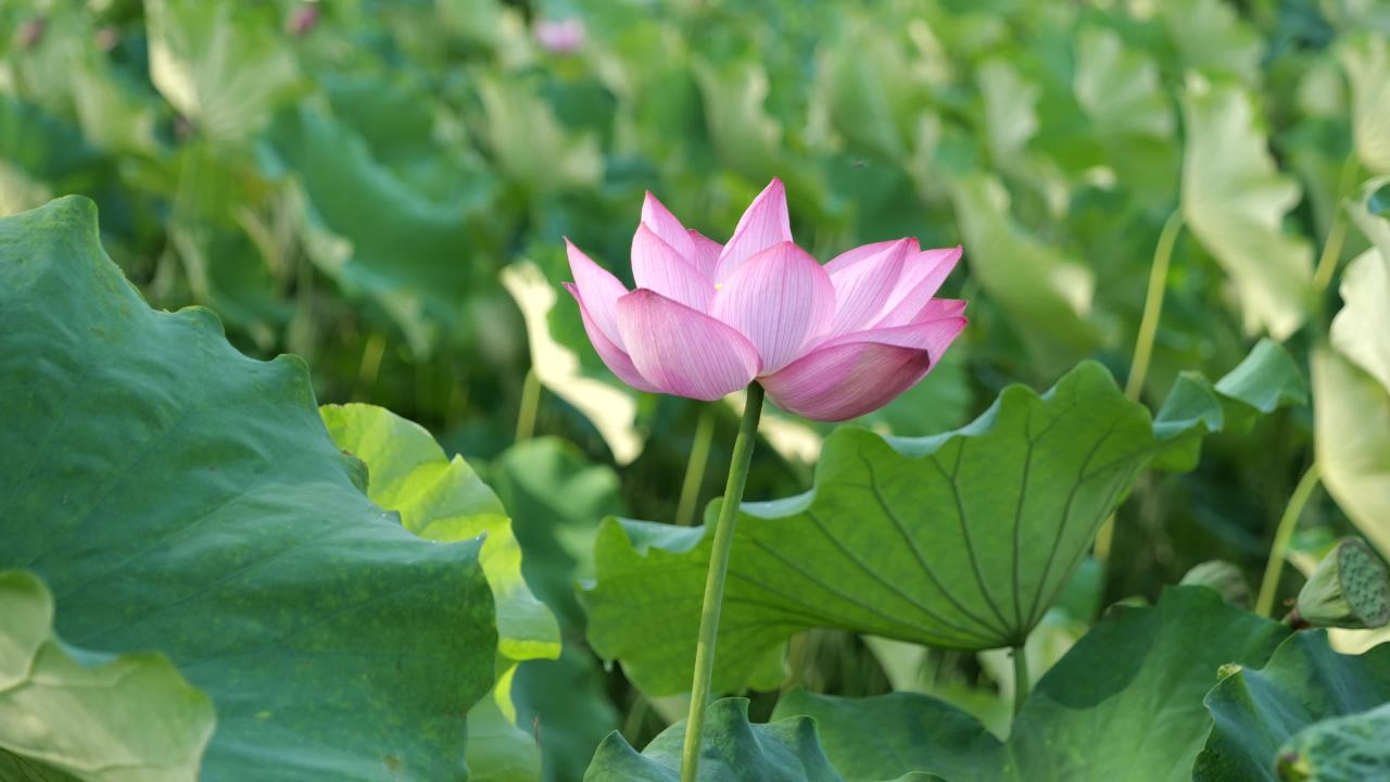 荷花（二） 12