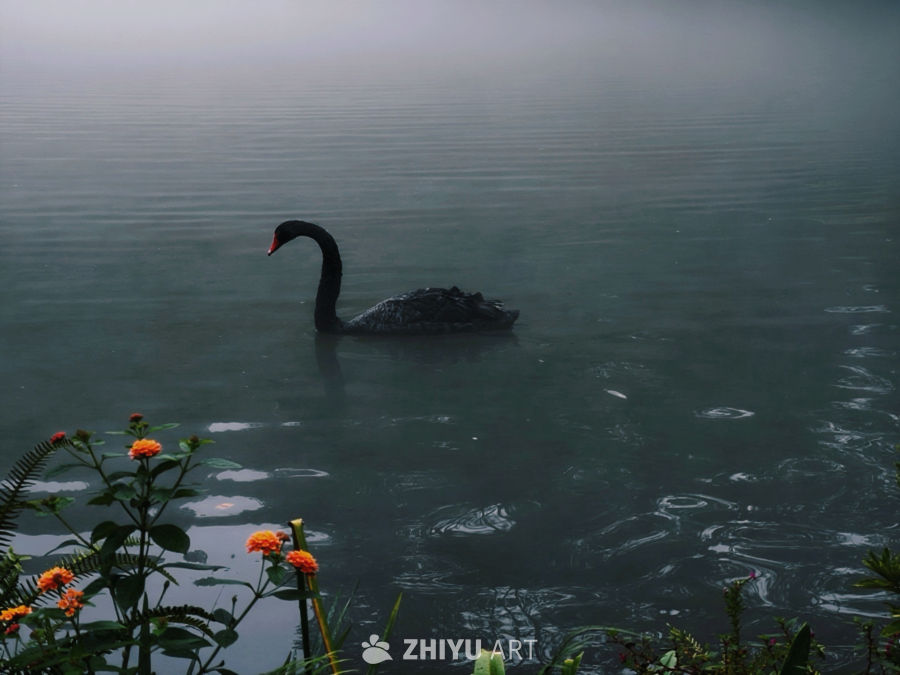 黑天鹅