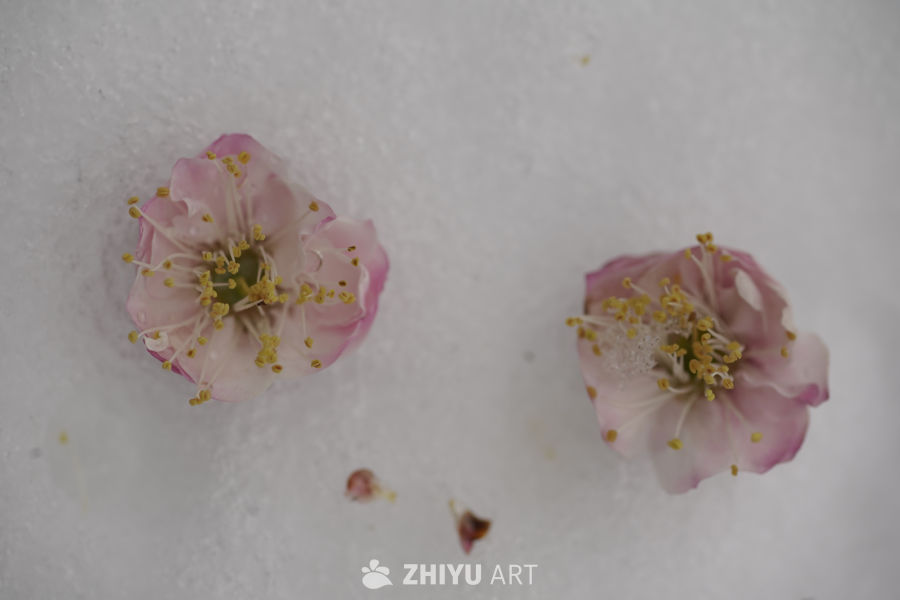 雪中绽放的花