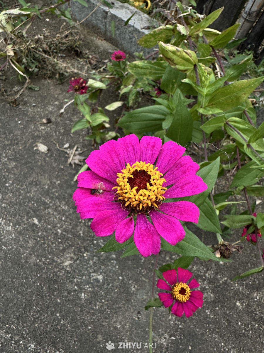 粉红百日菊绽放