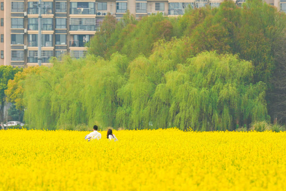 油菜花