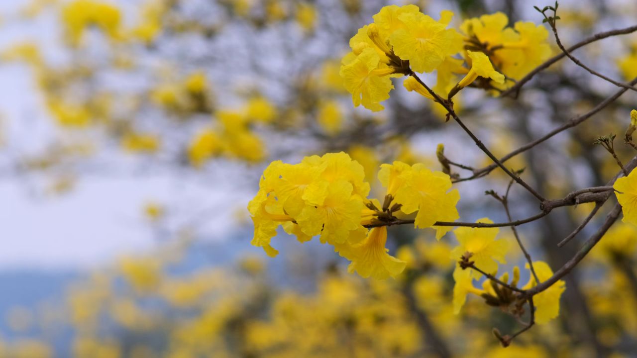 黄花