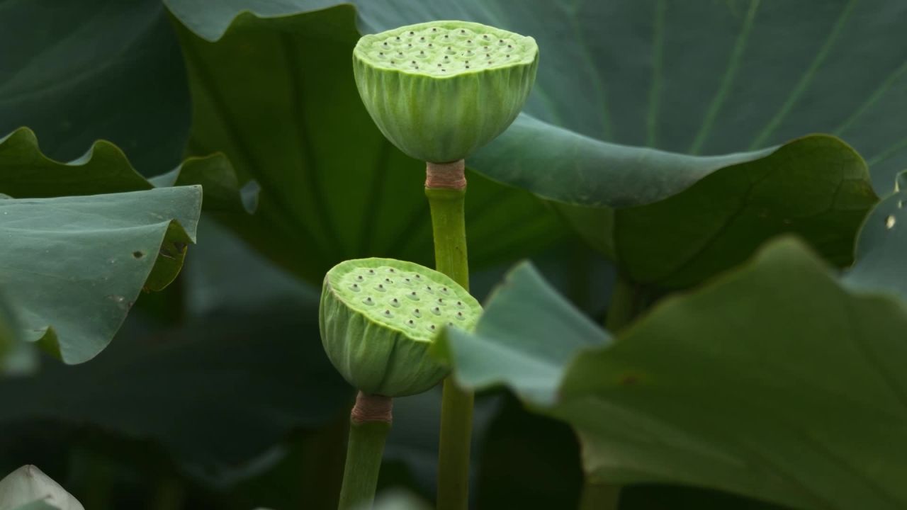夏天池塘荷花荷叶莲蓬蜻蜓 22