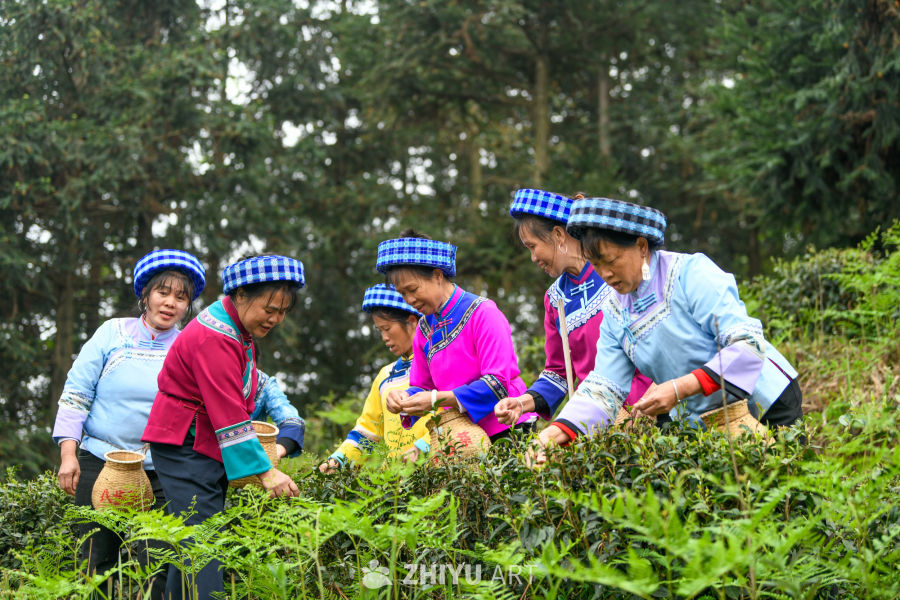 少数民族茶山采茶 4