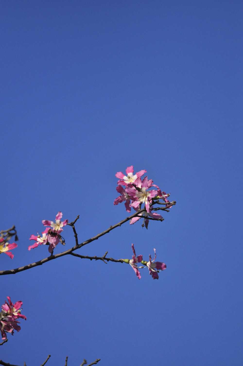 美丽异木棉，异木棉花