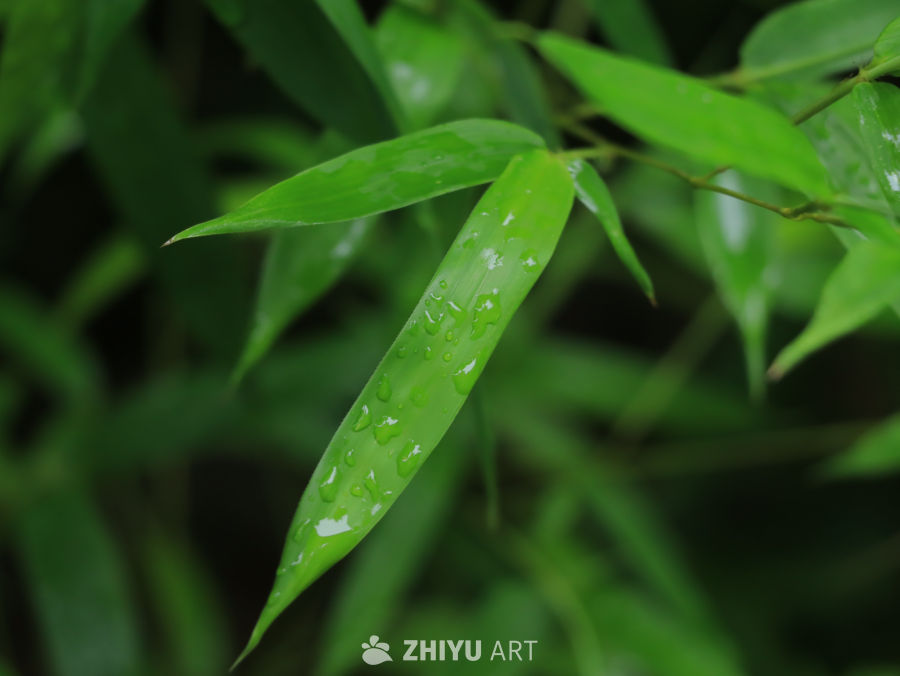 雨后竹叶的清新之美