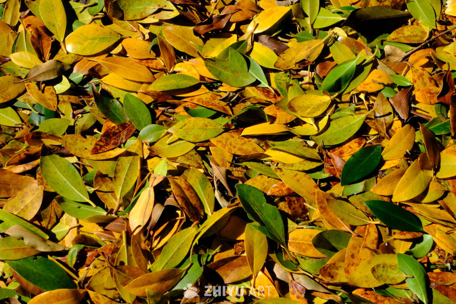 澳大利亚 Centennial Park 8