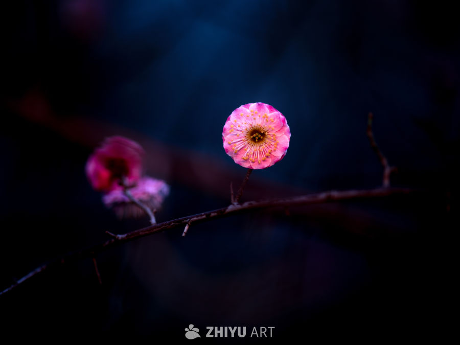 梅花 9