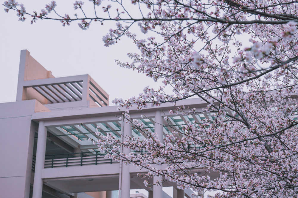 樱花季