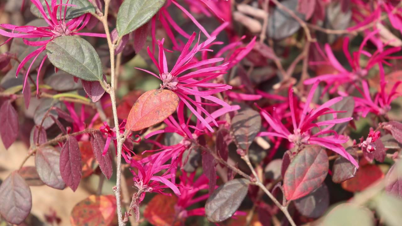 4K红叶红花继木