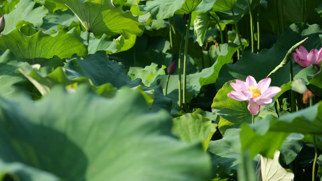 荷花（二） 6
