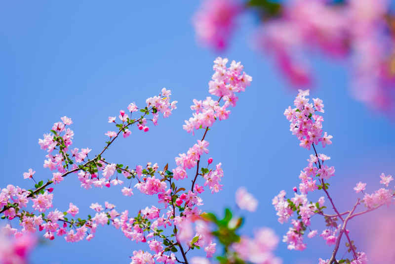 海棠花开 9