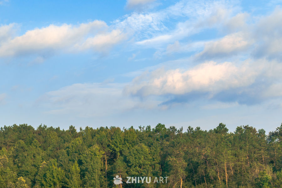 蓝天白云下的森林美景