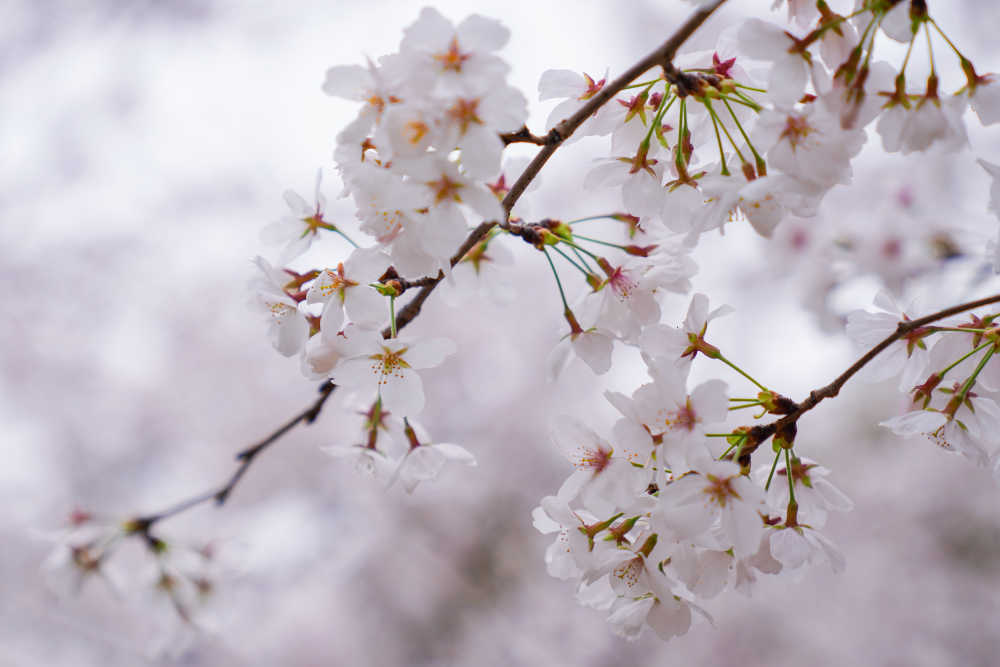 樱花季 8