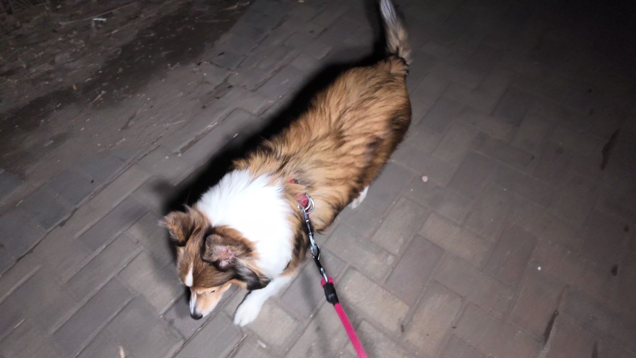 夜晚遛狗 10