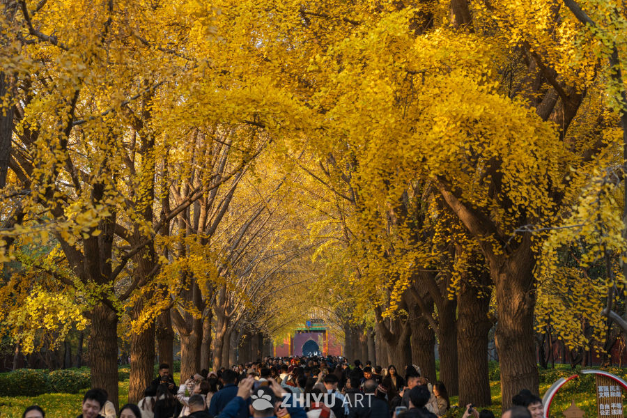 北京中山公园银杏