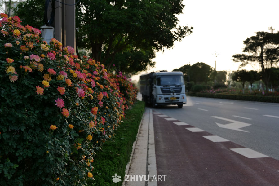 月季花 59