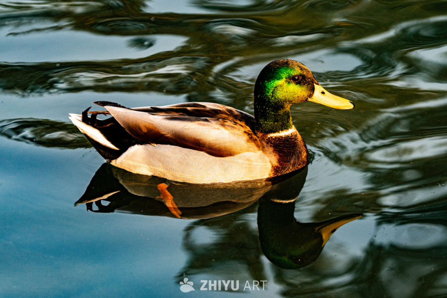 绿头野鸭水中悠游