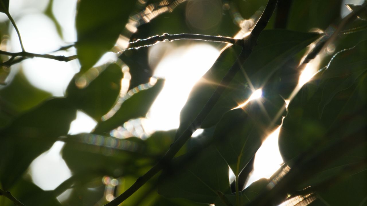 植物树木春天夏天绿油油生机盎然