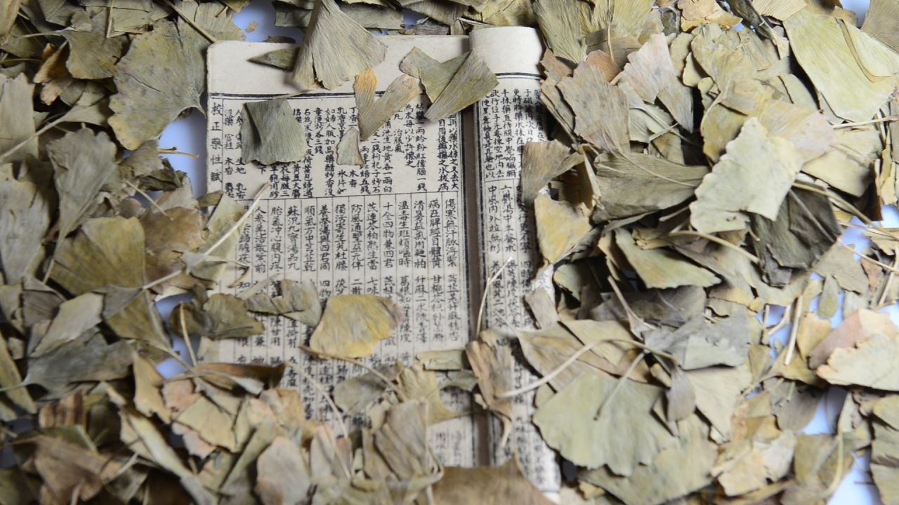 银杏树叶  31