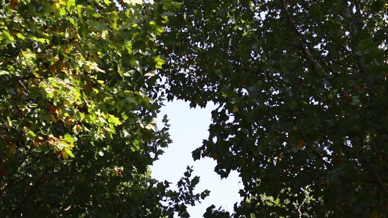 【实拍样片】佳能R7相机实拍原片视频 10