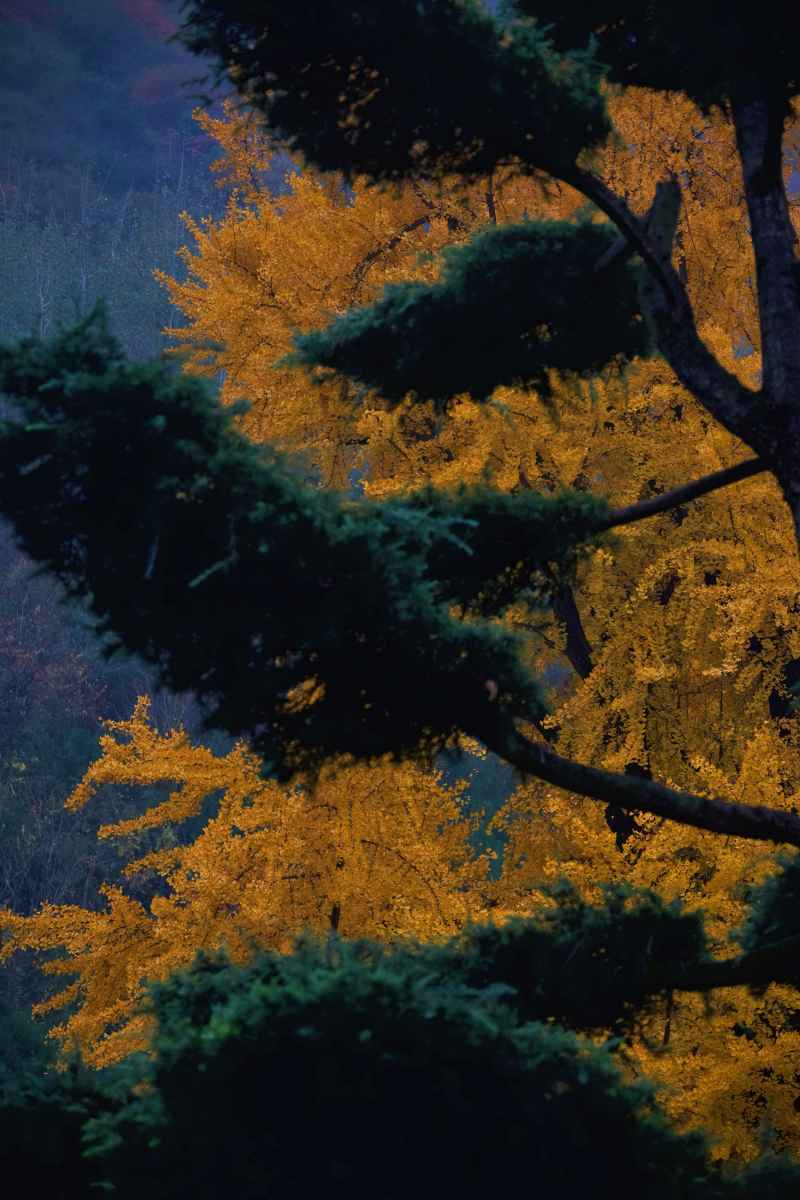 银杏-古观音禅寺