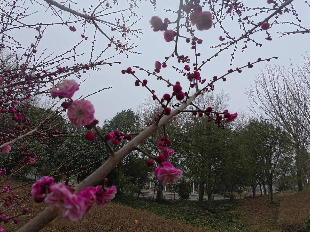 春日梅花绽放