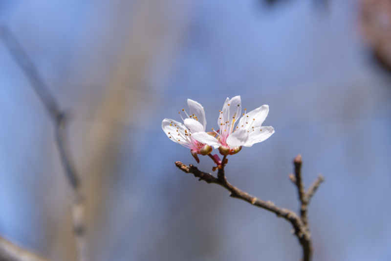 花卉摄影 22