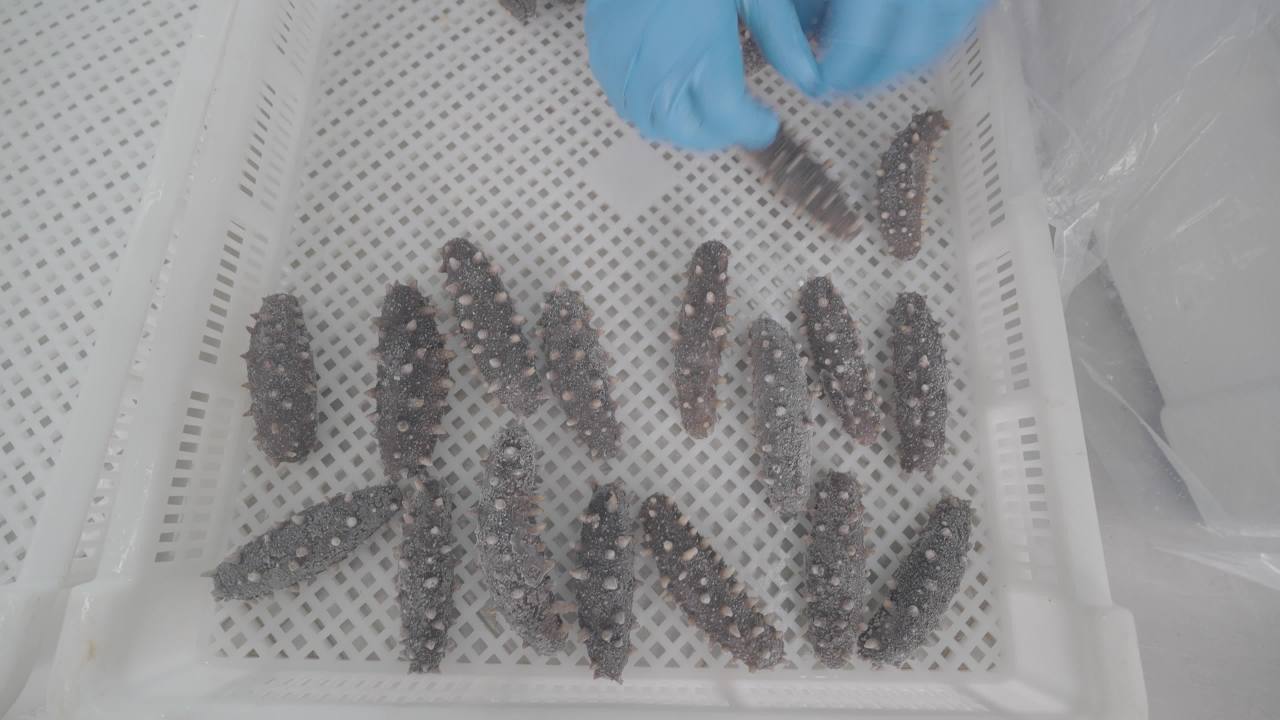 海参加工厂生产过程