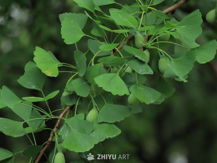 雨后银杏树