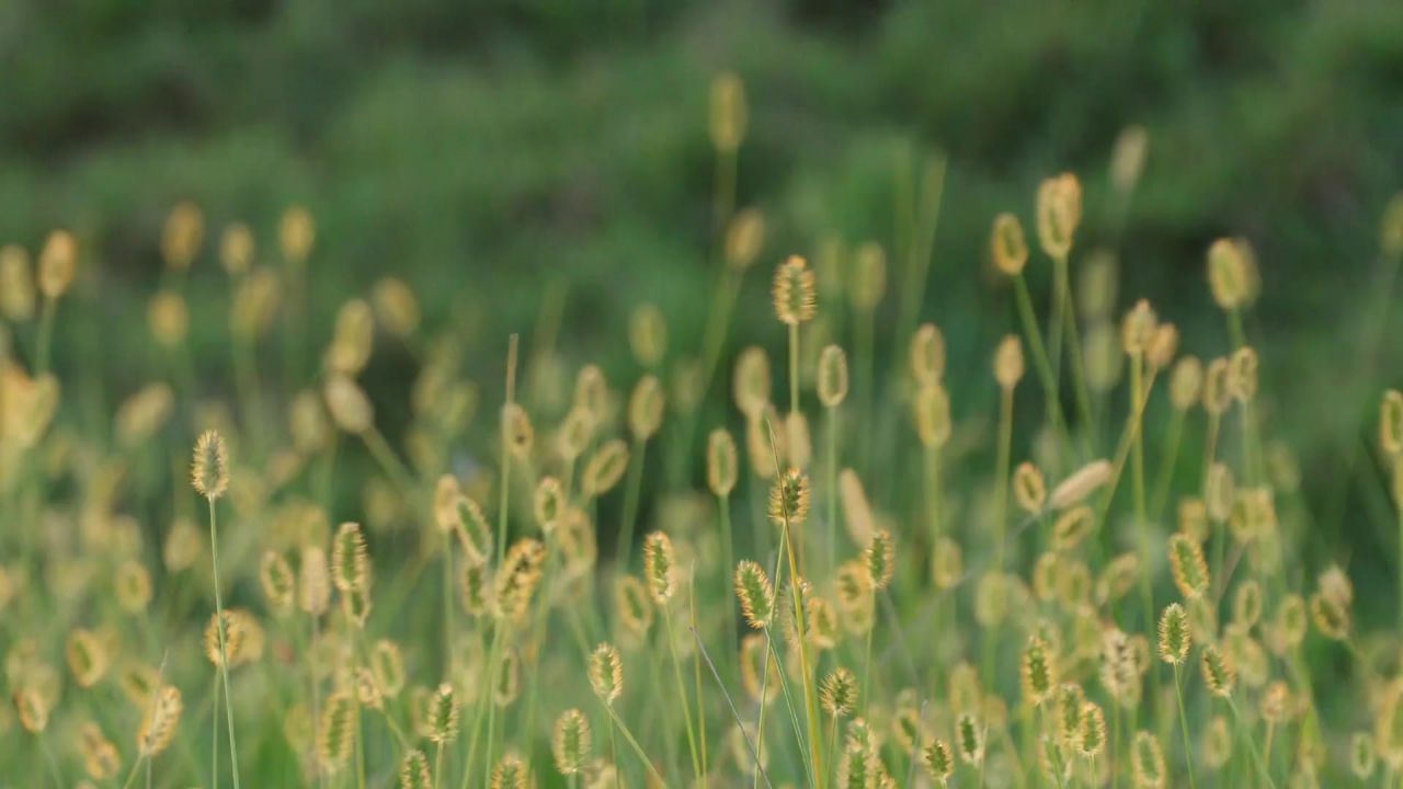 植物草绿色黄金风原野