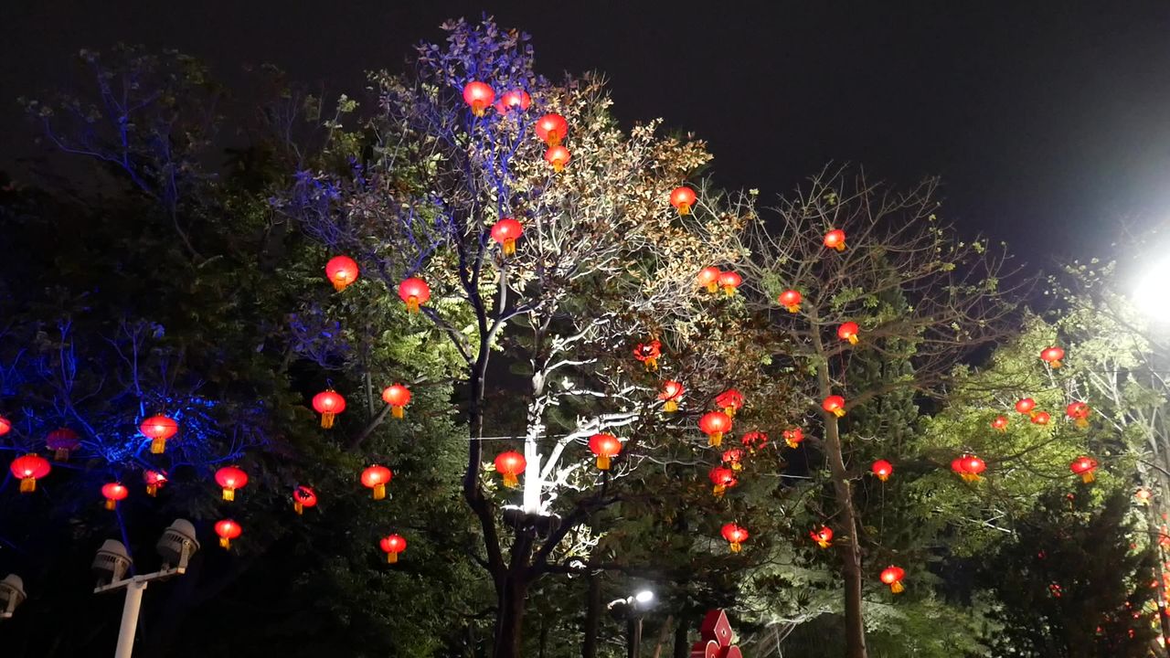 黄埔花市树上的红灯笼
