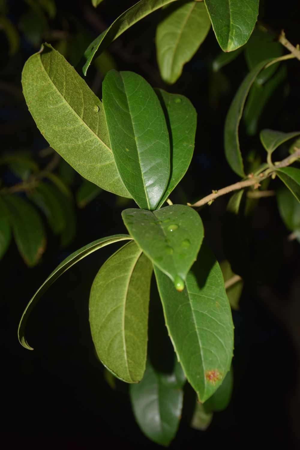 繁茂一角