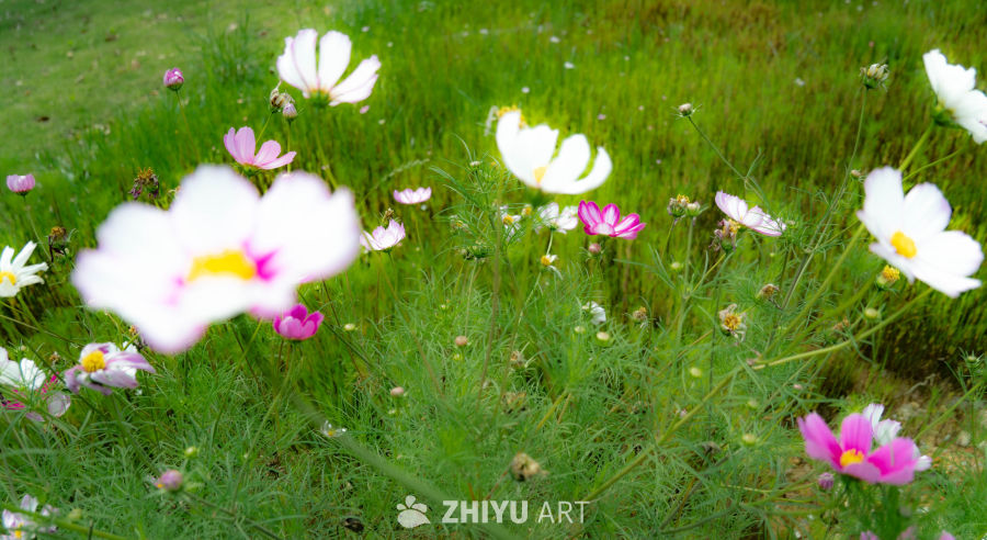 花海中的宁静时光