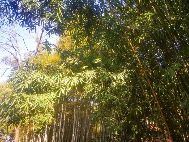 竹林竹叶植物摄影图 
